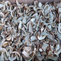 Белые грибы сушёные отборные 100  гр.